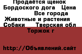 Продаётся щенок Бордоского дога › Цена ­ 37 000 - Все города Животные и растения » Собаки   . Тверская обл.,Торжок г.